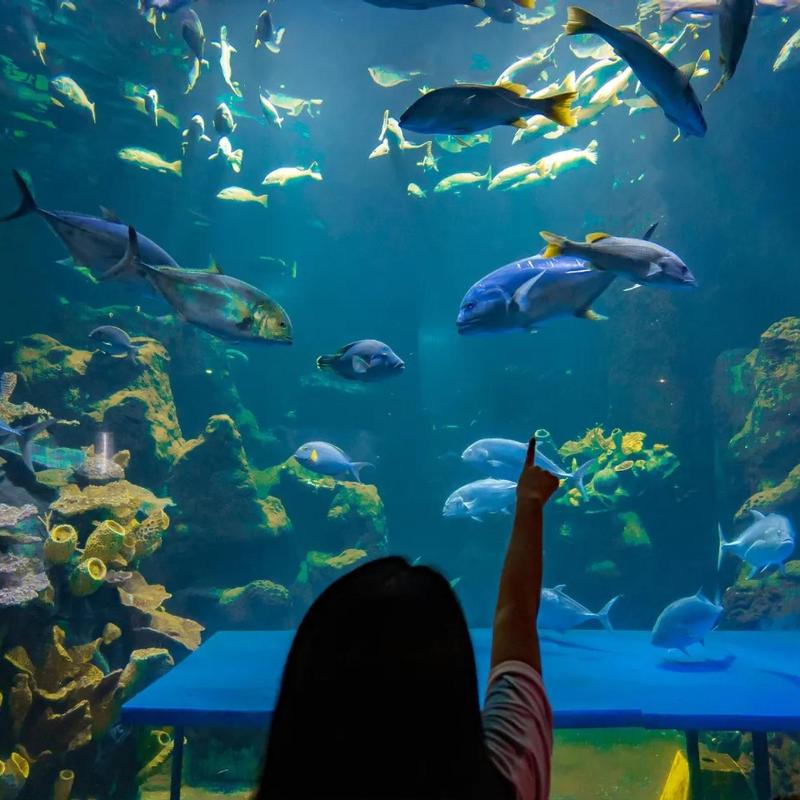 Sea World Ancol Ticket photo 2