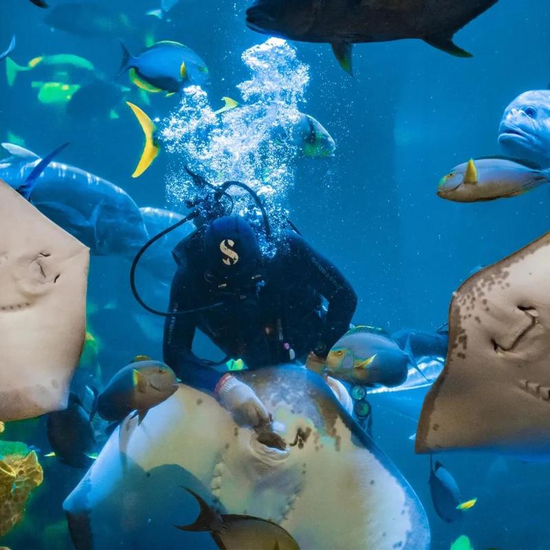 Sea World Ancol Ticket photo 3